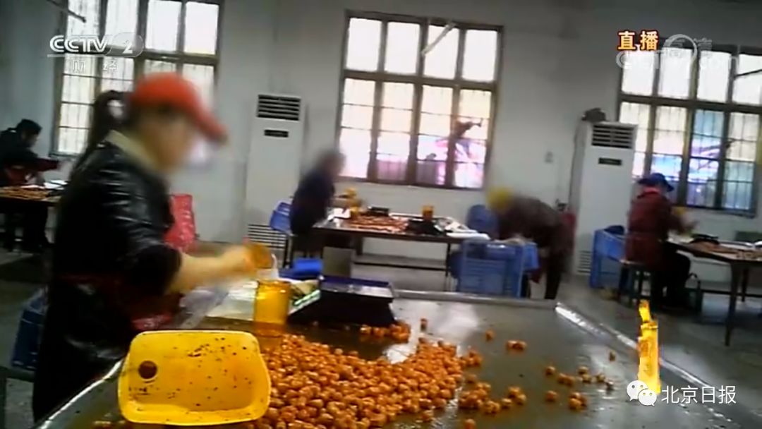 视频致富土鸡是真的吗_致富经土鸡养殖视频_土鸡致富经视频视频