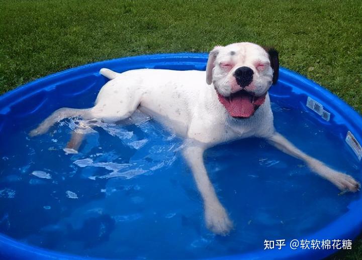 致富经养狗_养狗致富经_致富项目养狗