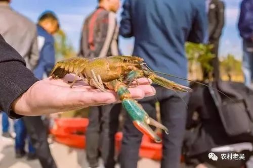 澳洲小龙虾怎么养呢？澳洲小龙虾的饲养方法来了！