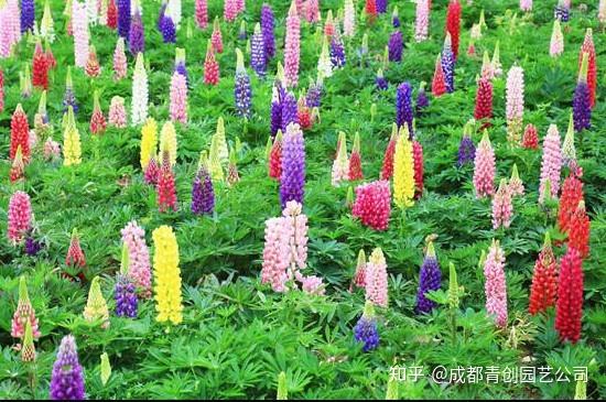 养殖红掌方法技术有哪些_红掌养殖方法和技术_如何养殖红掌