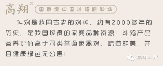 养殖斗鸡技术视频_养殖斗鸡有哪些技术_40只斗鸡养殖技术