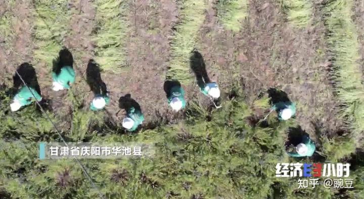 80后大学生种植致富果_致富创业网搞种植水果_种植致富案例