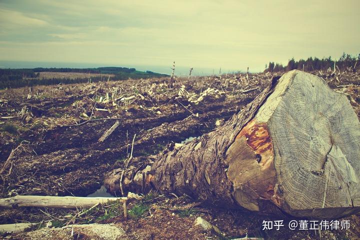 雷竹笋种植致富案例_湖南龙山种植致富_农村种植什么能致富