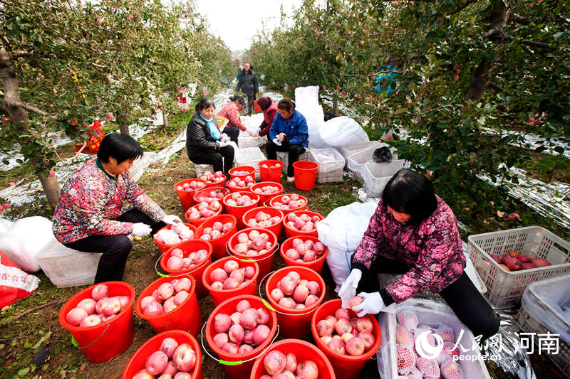 致富经种苹果视频_致富经果树种植视频_央视致富经种苹果树