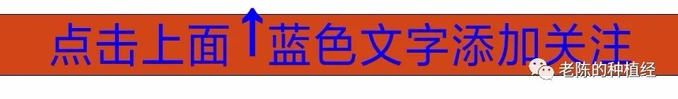 香菜种植技术与时间_香菜种植技术时间多长_香菜的种植时间