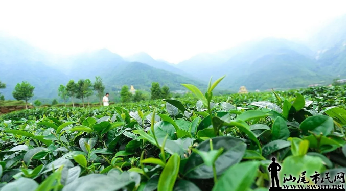 茶叶6.png