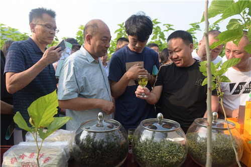 9 桑叶茶制品