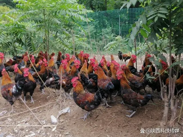 鸡粪做饲料养猪的成功案例_致富经鸡粪养猪_鸡粪养猪视频