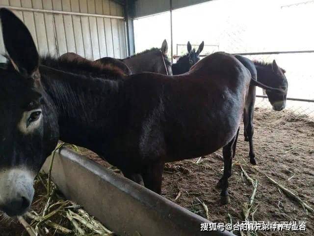 致富 农村 养殖 种植_农村致富新项目养殖_农村致富种植养殖技术