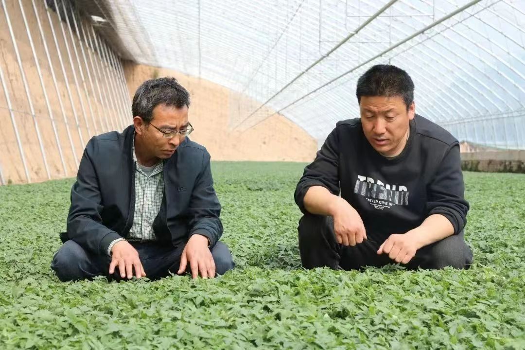 致富项目 农业种植_致富种植农业项目名称_农村致富新项目种植业