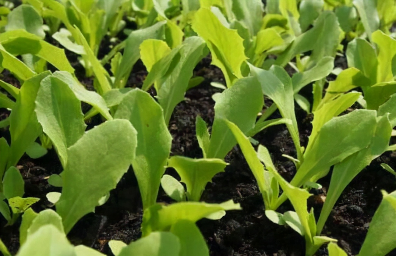油麦菜种植法_油麦莱种植技术_种植油麦菜的技术视频