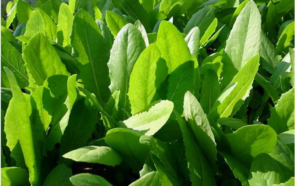 油麦菜种植法_种植油麦菜的技术视频_油麦莱种植技术