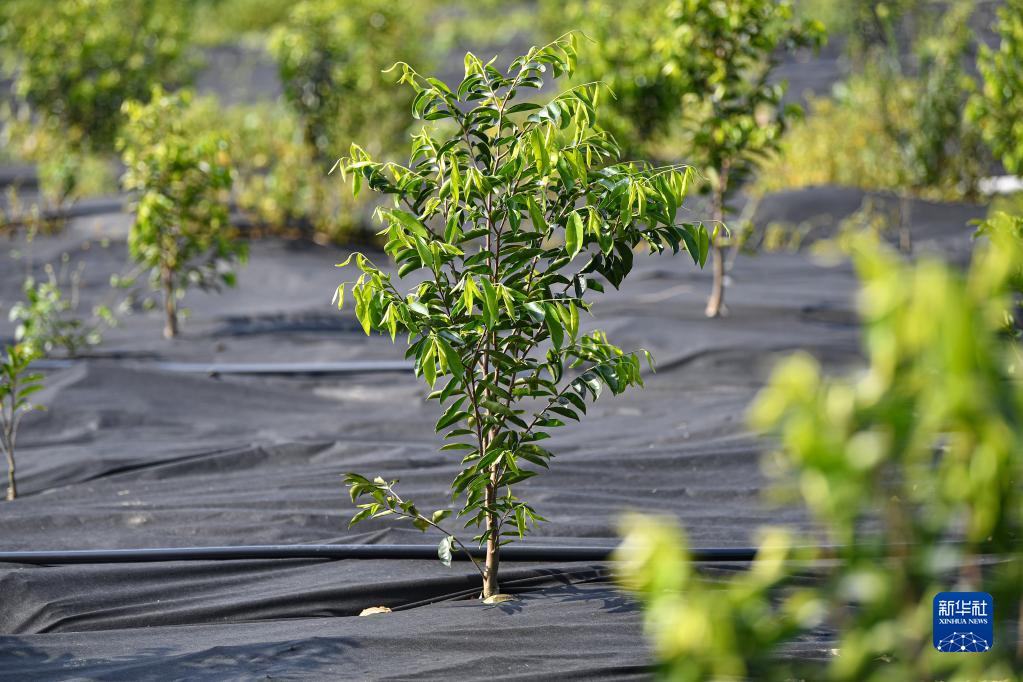 种植沉香前景如何_沉香种植致富视频_种植沉香收益