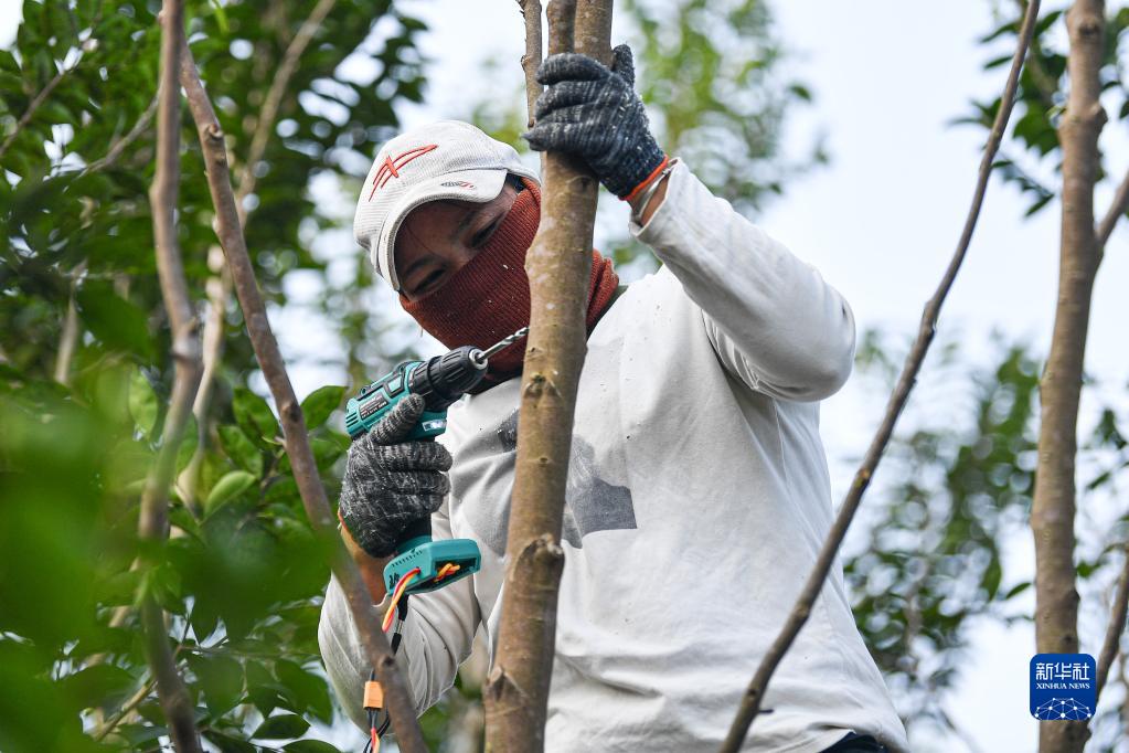 种植沉香收益_种植沉香前景如何_沉香种植致富视频