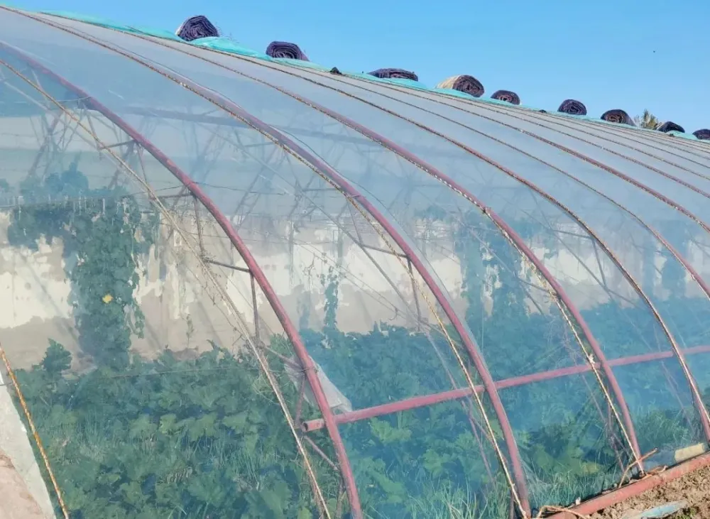 cctv7致富经视频大棚种植_致富经大棚种菜技术_视频致富大棚种植cctv7