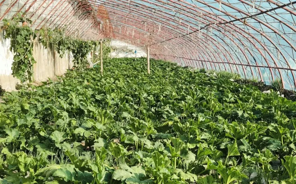 视频致富大棚种植cctv7_致富经大棚种菜技术_cctv7致富经视频大棚种植