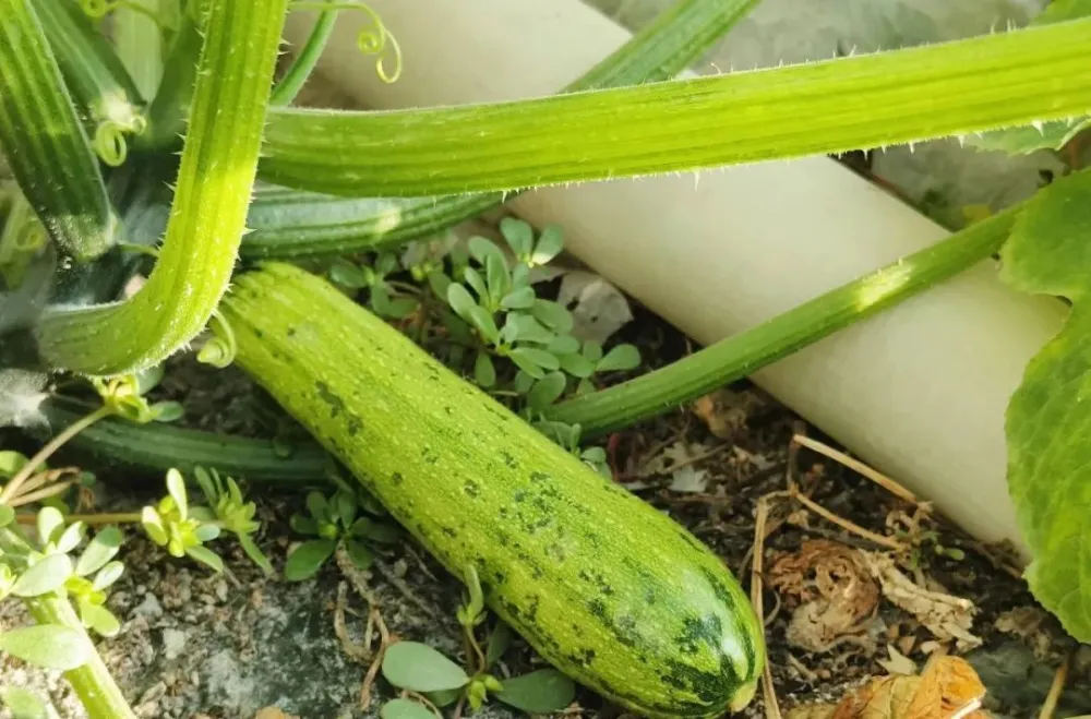 视频致富大棚种植cctv7_cctv7致富经视频大棚种植_致富经大棚种菜技术