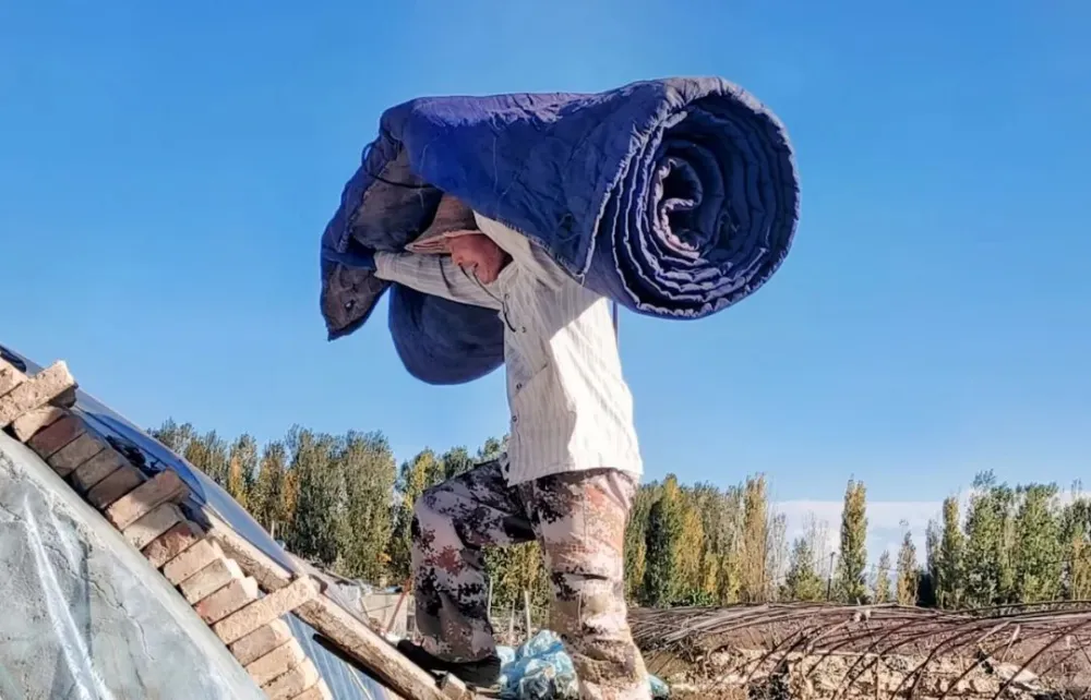 致富经大棚种菜技术_cctv7致富经视频大棚种植_视频致富大棚种植cctv7