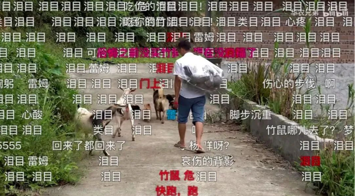 广西竹鼠养殖现状_广西养殖竹鼠技术_广西竹鼠养殖场