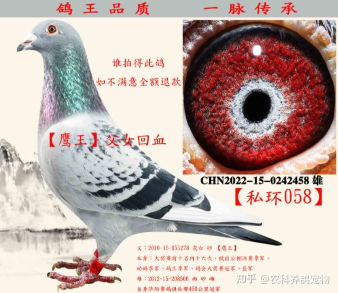 白鸽养殖技术视频_白鸽的养殖技术视频_大型白鸽养殖场视频