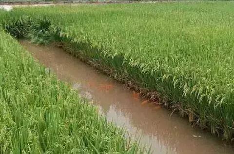 养殖泥鳅富豪_泥鳅养殖户抱团致富_致富经哈尼梯田养泥鳅