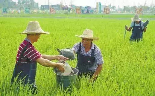 养殖泥鳅富豪_泥鳅养殖户抱团致富_致富经哈尼梯田养泥鳅