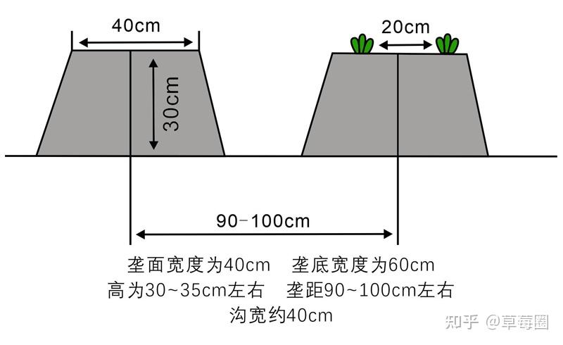 种植草莓技术_种植草莓技术教程_种植草莓技术教程视频