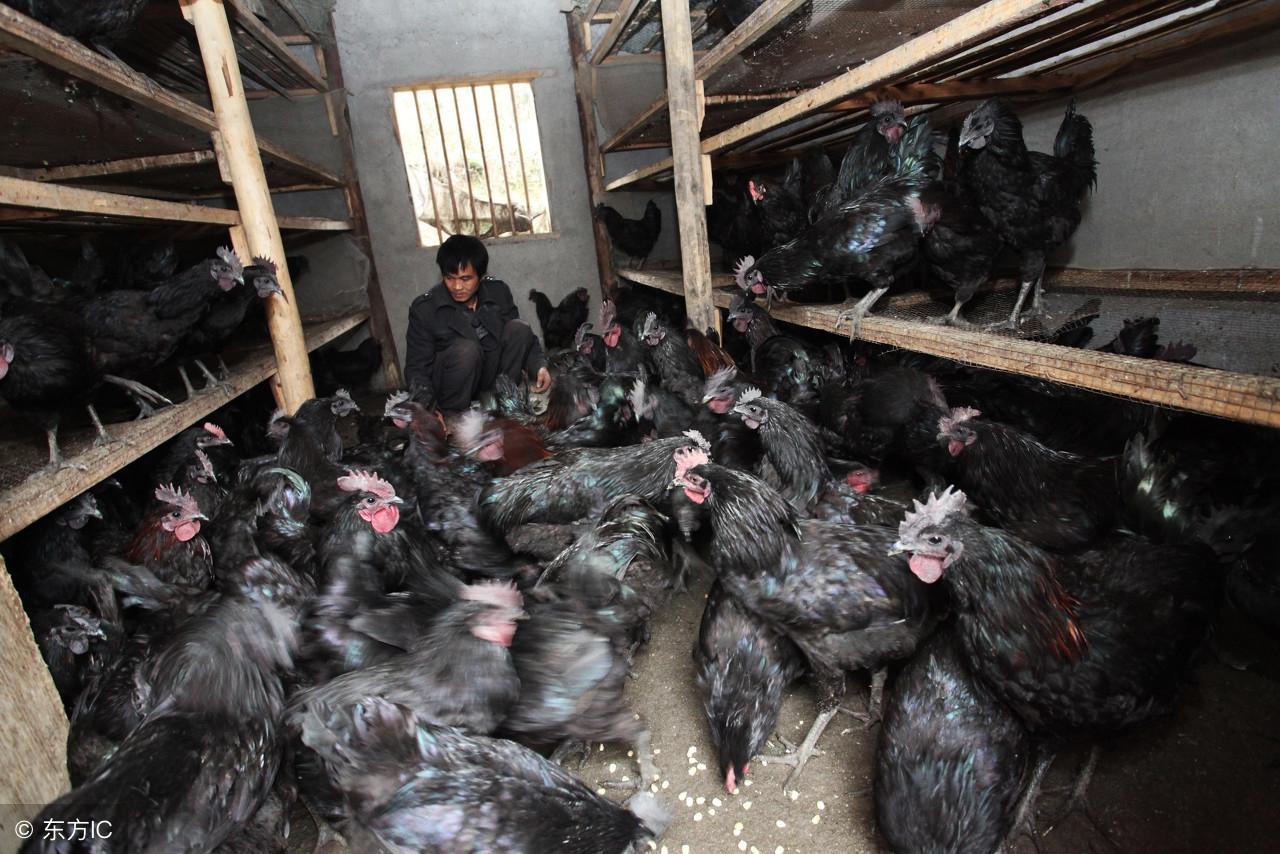泰和乌骨鸡的养殖技术_泰和乌骨鸡特征_泰和乌骨鸡多少钱一斤呀