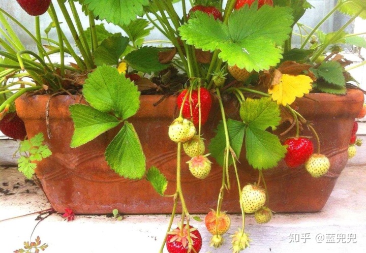 种植草莓技术_种植草莓技术哪里学_种植草莓技术教程视频