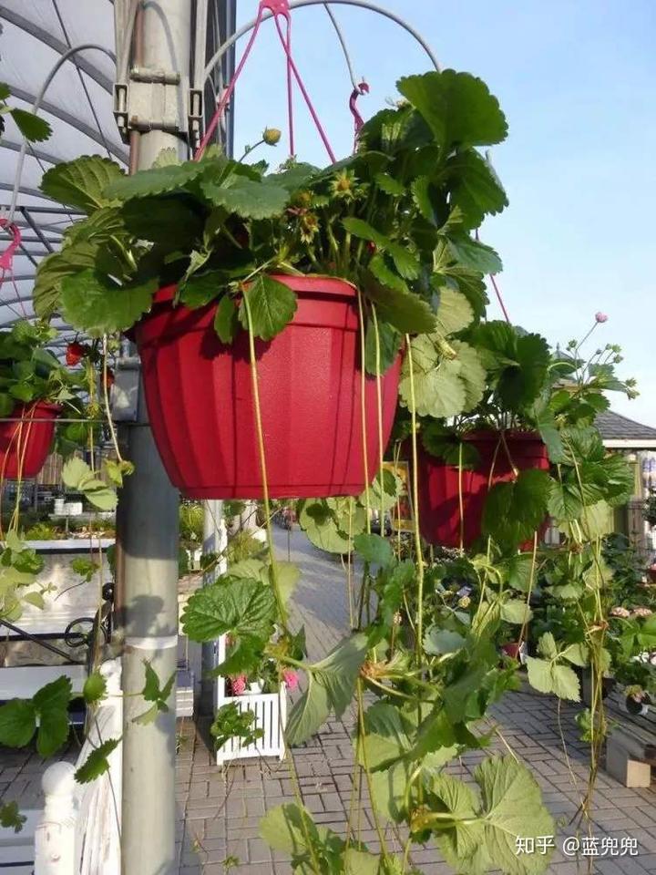 种植草莓技术_种植草莓技术教程视频_种植草莓技术哪里学