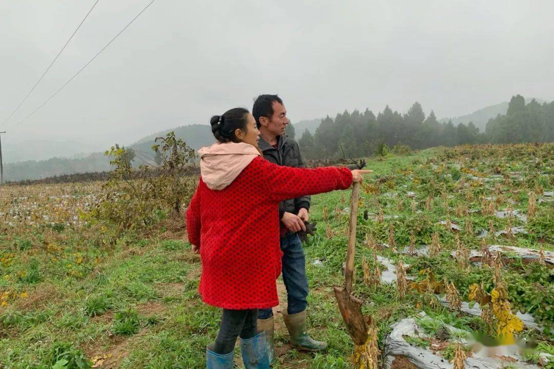 种植丹参的效益怎么样_丹参种植带头致富_丹参种植经济效益