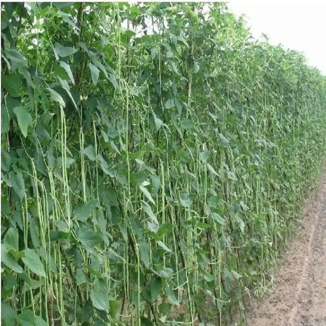 红芸豆新品种同芸豆1号及其栽培技术