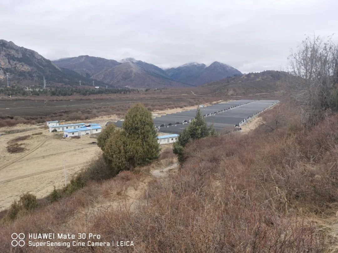 「乡路探访」提质增产川贝母：大山里的致富希望