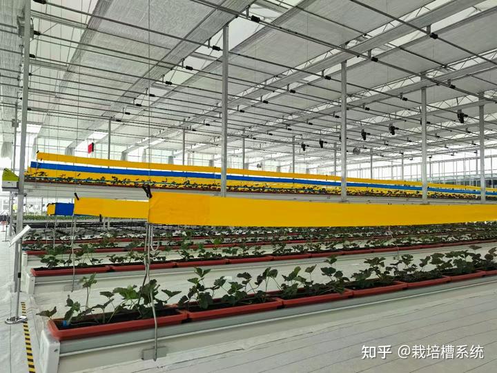 种植草莓技术_种植草莓技术及日常管理_种植草莓技术人员