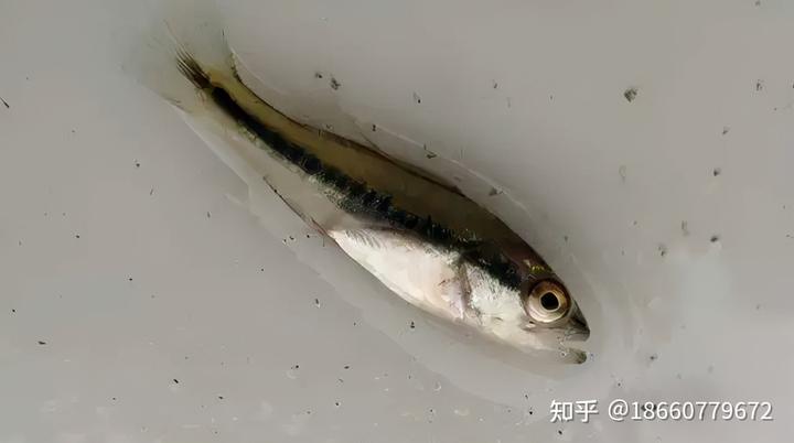 加州养殖鲈鱼成鱼技术与管理_加州鲈鱼养殖技术视频_加州鲈鱼成鱼养殖技术