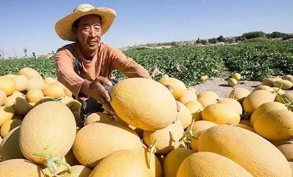 新疆哈密瓜和别的地方哈密瓜的区别？