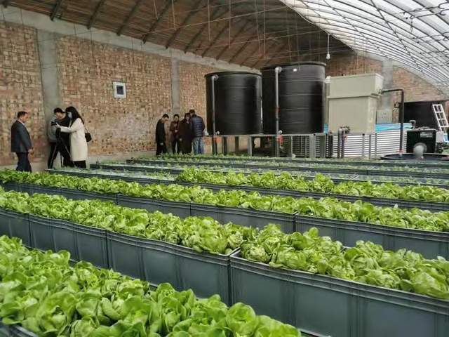 加州养殖鲈鱼成鱼技术要求_加州鲈鱼成鱼养殖技术_加州养殖鲈鱼成鱼技术视频