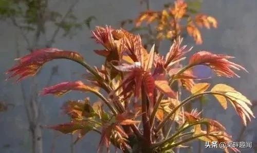 致富经香椿种植_香椿芽价钱_致富经香椿芽