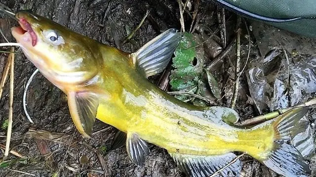 养殖水产鱼塘农村技术研究_鱼塘养殖模式_农村水产鱼塘养殖技术