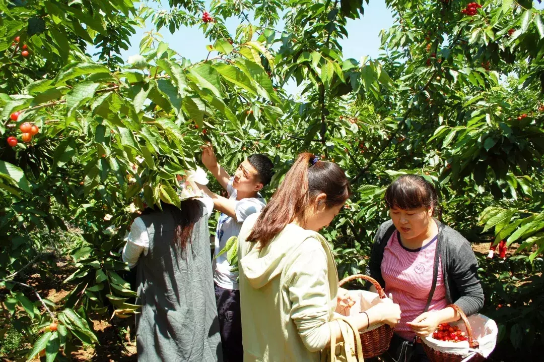 致富经卖樱桃_樱桃致富经_卖樱桃能赚多少钱
