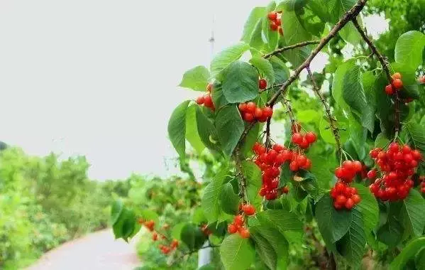 致富经卖樱桃_樱桃致富经_卖樱桃能赚多少钱