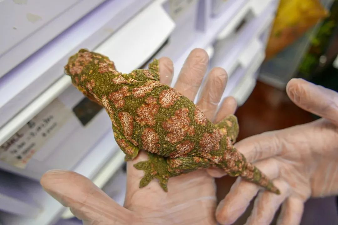致富经罗汉鱼视频_视频致富罗汉鱼图片_罗汉鱼视频大全视频