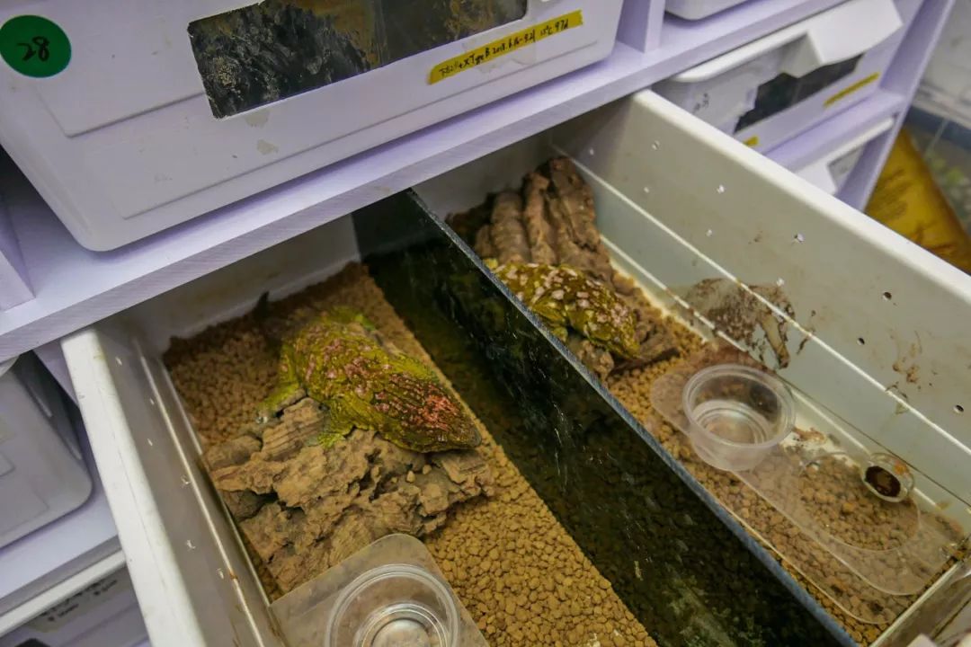 致富经罗汉鱼视频_视频致富罗汉鱼图片_罗汉鱼视频大全视频