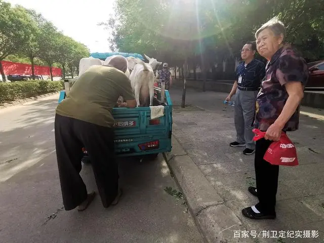 农村68岁大叔养奶羊年赚20万，孩子谁对我好留给谁，咋回事