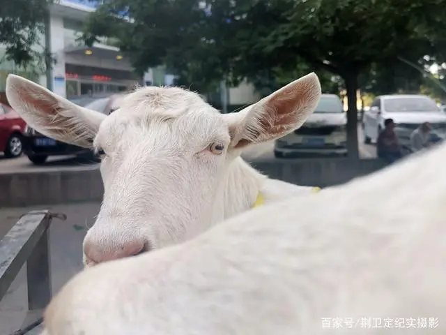 养殖奶羊的风险和利润_奶羊养殖 致富_致富经奶羊养殖方面的视频