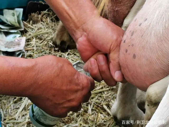 致富经奶羊养殖方面的视频_奶羊养殖 致富_养殖奶羊的风险和利润