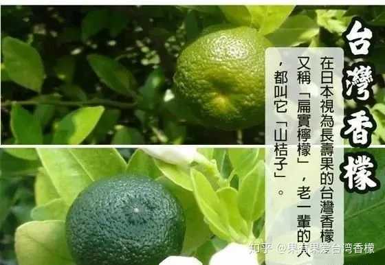 牙齿种植风险知乎_致富经知乎_在茂名搞种植能致富吗知乎