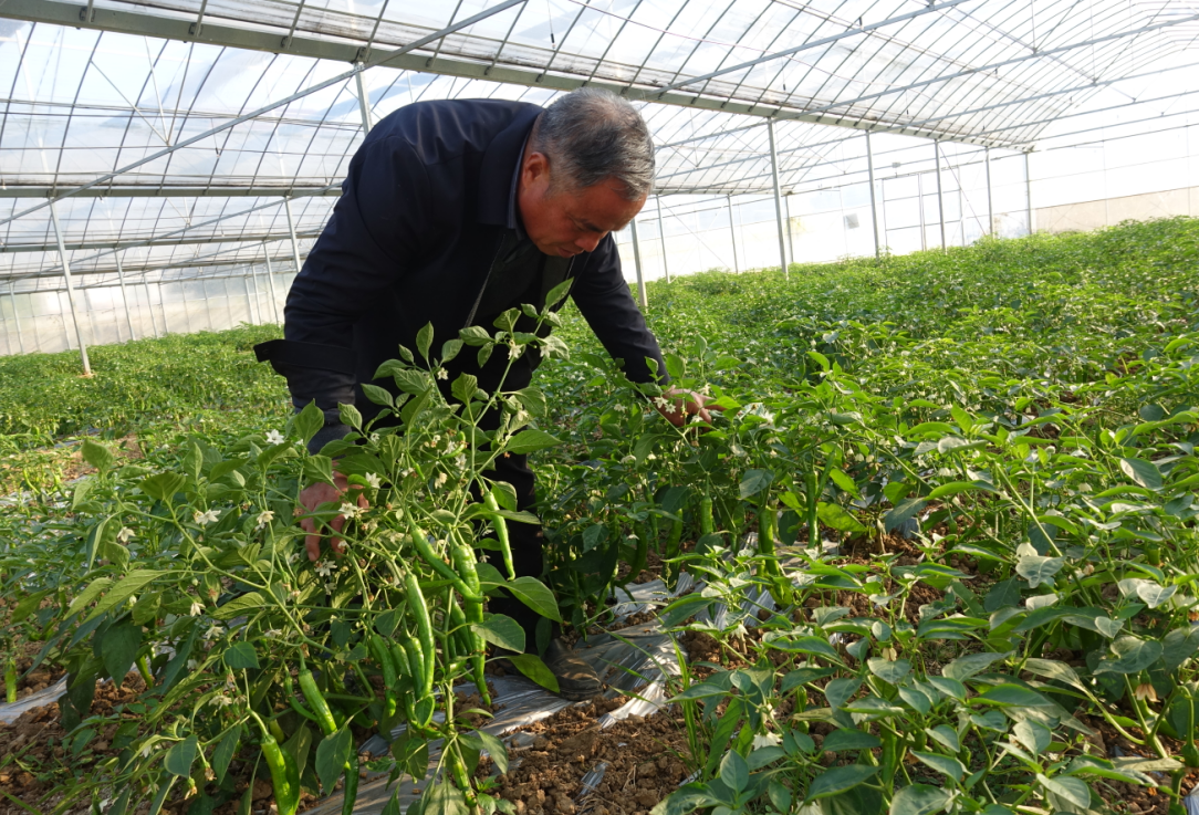 高原蔬菜大棚适合种植什么_致富经高原大棚_高原大棚种植