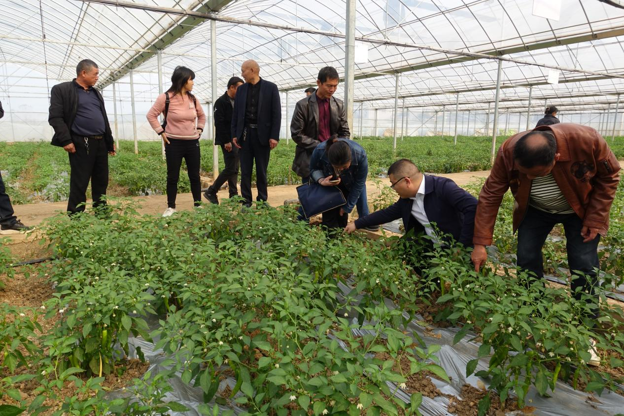 致富经高原大棚_高原大棚种植_高原蔬菜大棚适合种植什么