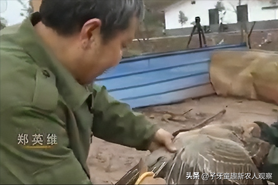 视频致富养殖大雁是真的吗_大雁养殖技术视频_致富经大雁养殖视频